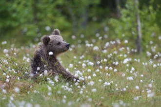 Eurasian Brown Bear (Ursus arctos) cub sitting in white cottongrass, Finland