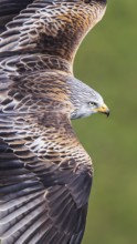 Red Kite (Milvus milvus) flying, Hesse, Germany