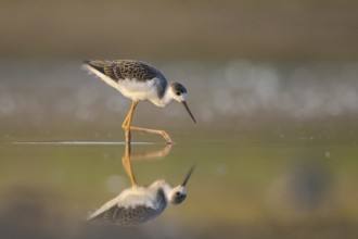 Black-winged Stilt (Himantopus himantopus) juvenile foraging, North Rhine-Westphalia, Germany