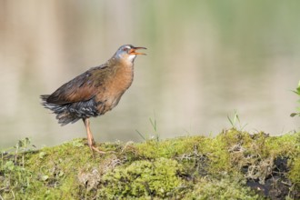 Virginia Rail (Rallus limicola) calling, British Columbia, Canada