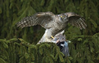 Bird of prey Goshawk kill European Jay on the green spruce tree