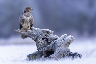 Common Buzzard (Buteo buteo), Saxony-Anhalt, Germany