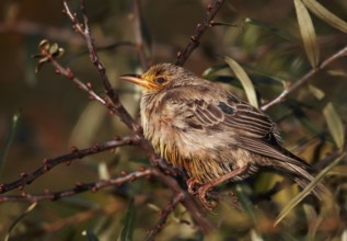 Rosy Starling (Pastor roseus) juvenile, Schleswig-Holstein, Germany