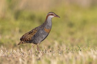 Buff-banded Rail (Gallirallus philippensis) male, Victoria, Australia