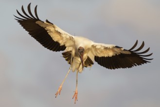 Wood Stork (Mycteria americana) flying, Florida, USA