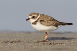 Semipalmated Plover (Charadrius semipalmatus), Florida, USA