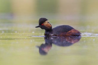 Black-necked Grebe (Podiceps nigricollis), Bavaria, Germany