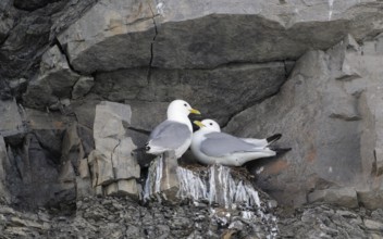 Dreizehenmöwen_Paar, lat. Rissa tridactyla, engl. Kittiwake, in der Felswand an ihrem Nistplatz