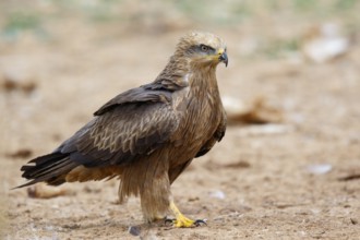 Black Kite (Milvus migrans), Spain