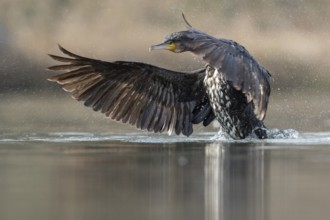 Great Cormorant (Phalacrocorax carbo) flapping, Baden-Wuerttemberg, Germany