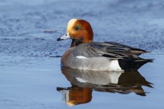 Eurasian Wigeon (Mareca penelope) male, Netherlands