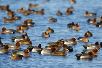 Eurasian Wigeon (Mareca penelope) group, Netherlands