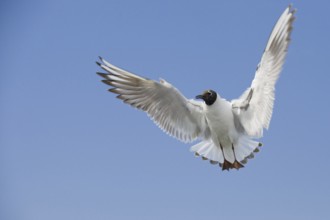 Black-headed Gull (Chroicocephalus ridibundus) flying, Texel, Netherlands