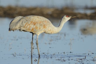 Sandhill Crane (Antigone canadensis), New Mexico, USA