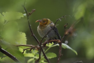 Iiwi, Vestiaria coccinea, Hawaiian Honeycreeper, fledgling
