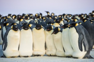 Emperor Penguin (Aptenodytes forsteri), Queen Maud Land, Antarctica