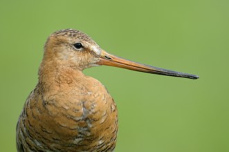 Uferschnepfe (Limosa limosa), Black-tailed Godwit, Altvogel auf Sitzwarte, Portrait, Mai, Nijkerk,