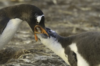Gentoo Penguin (Pygoscelis papua), Falkland Islands