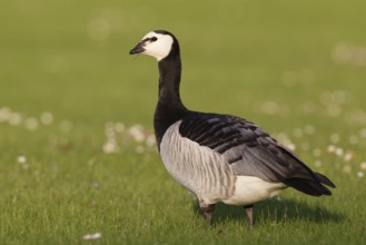 Barnacle Goose (Branta leucopsis), Bavaria, Germany