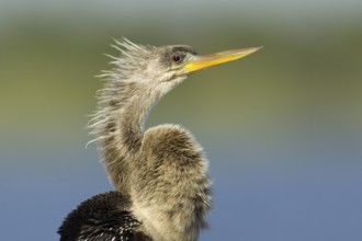 Anhinga (Anhinga anhinga), Florida, USA