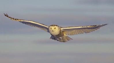 Snowy Owl (Bubo scandiacus) juvenile female, Ontario, Canada