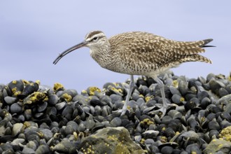 Whimbrel (Numenius phaeopus), California, USA