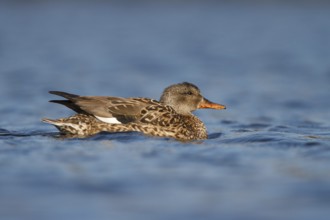 Gadwall (Mareca strepera), Utrecht, Netherlands