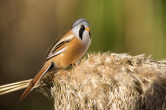 Bearded Reedling (Panurus biarmicus) male perched on reed, Castile-La Mancha, Spain