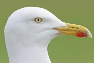 European Herring Gull (Larus argentatus), Wales, United Kingdom