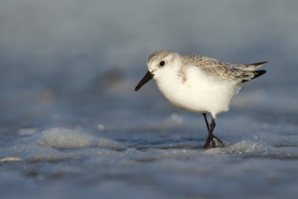 Drieteenstrandloper foerageren, Sanderling foraging