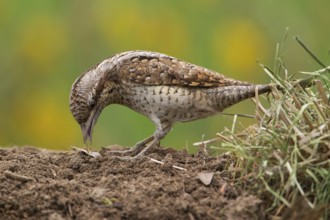 Eurasian Wryneck (Jynx torquilla) foraging, Saxony, Germany