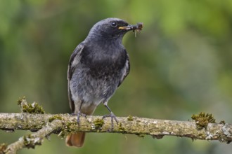 Black Redstart (Phoenicurus ochruros) male with insect prey in beak to feed chicks, Bavaria,