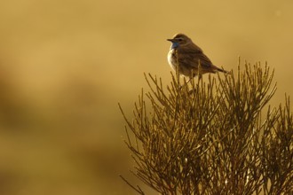 Bluethroat (Luscinia svecica cyanecula) male, Castile, Spain