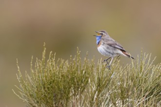 Bluethroat (Luscinia svecica cyanecula) male singing, Castile, Spain