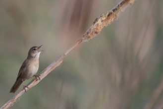 Savi's Warbler (Locustella luscinioides) singing, Mecklenburg-Western Pomerania, Germany