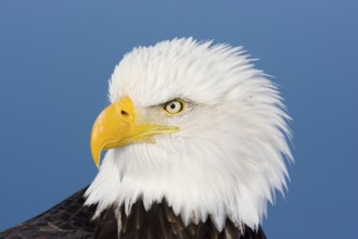 Bald Eagle Haliaeetus leucocephalus Homer, ALASKA, USA February Adult Accipitridae