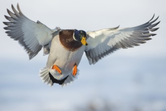 Mallard (Anas platyrhynchos) male landing, Lower Saxony, Germany