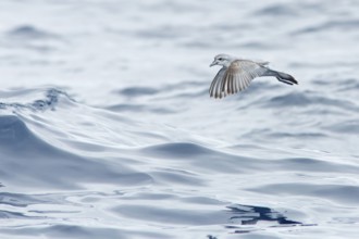 Fairy Prion (Pachyptila turtur) flying, Victoria, Australia