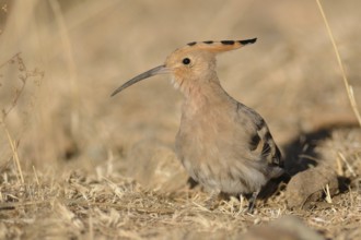 Eurasian Hoopoe (Upupa epops), Tibet, China