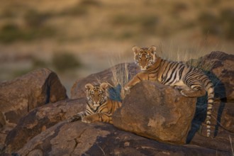 Bengal Tiger (Panthera tigris) two cubs in morning light on a rock, captive, Philippolis, South