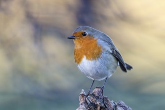 European Robin (Erithacus rubecula) perched on a branch, North Rhine-Westphalia, Germany