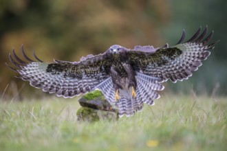 Common Buzzard (Buteo buteo) flying, Lower Saxony, Germany