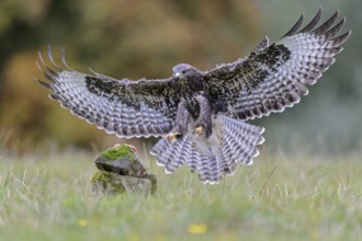 Common Buzzard (Buteo buteo) flying, Lower Saxony, Germany