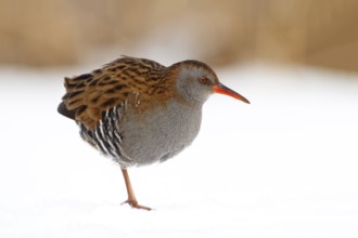 Water Rail (Rallus aquaticus), Utrecht, Netherlands