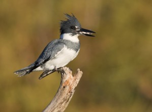 Belted Kingfisher (Megaceryle alcyon) male perched on a branch with fish prey in beak, Florida, USA