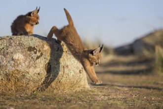 Caracal (Caracal caracal) two cubs leaping from rock, Castile-La Mancha, Spain