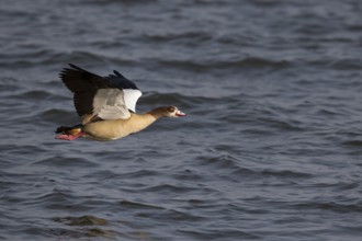 Egyptian Goose (Alopochen aegyptiaca) flying, Lake Awasa, Ethiopia