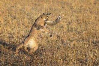 Caracal (Caracal caracal) adult hunting Iberian Hare (Lepus granatensis), Castile-La Mancha, Spain