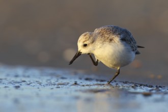 Sanderling (Calidris alba) scratching, Texel, Netherlands