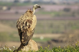 Griffon Vulture (Gyps fulvus), Spain